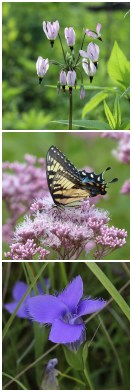 Shooting Star, Tina Onderdonk; Tiger Swallow Tail on Joe Pie Weed, Lisa Culp; Fringed Gentian, Tina Onderdonk