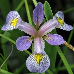 Blue Flag Iris, Tina Onderdonk