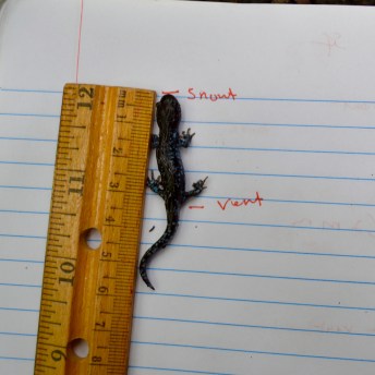 Baby Salamander Hunt, Cecil Hynds-Riddle