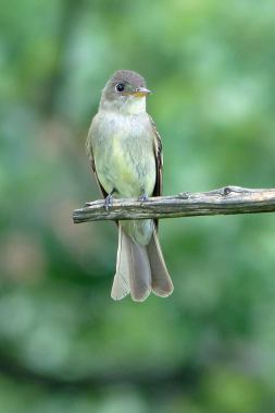 Eastern Wood Peewee, Lisa Culp
