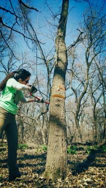 Kelly Cutting Down a Tree, Ally Mich, April 2015