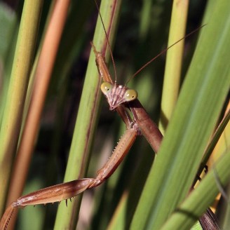 Praying Mantis, Tina Onderdonk, September 2013
