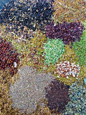 Spring Seed, Stephen Packard, July 2015