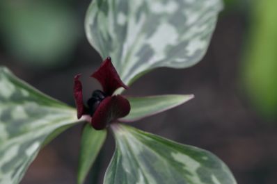 Trillium, Tina Onderdonk, June 2015