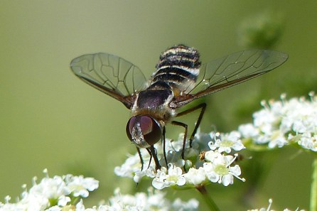 Bee Fly, Lisa Culp, August 2015