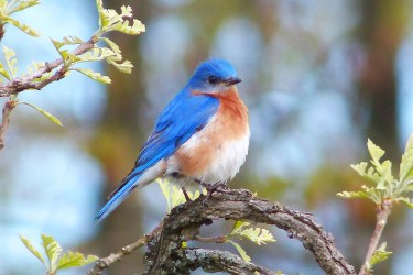 Eastern Bluebird on Burr Oak in Spring, Lisa Culp