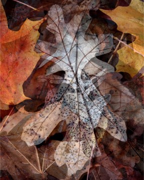 Leaf Collage, Tina Onderdonk