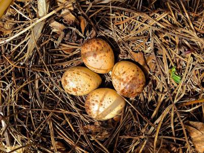 Woodcock Eggs, Stephen Packard, April 2015